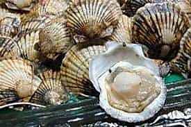 Морские гребешки 100гр.