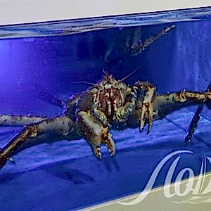 Камчатский краб 100гр.